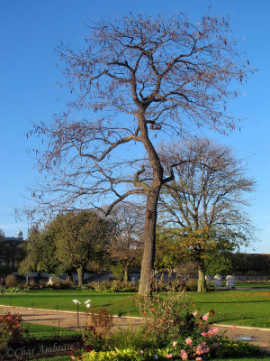 Jardin des Tuileries