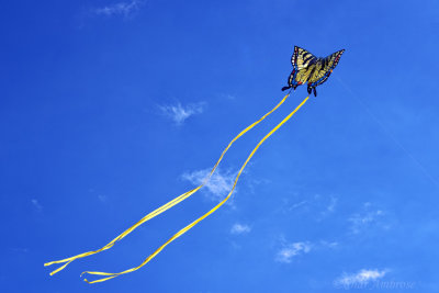 A Butterfly Kite
