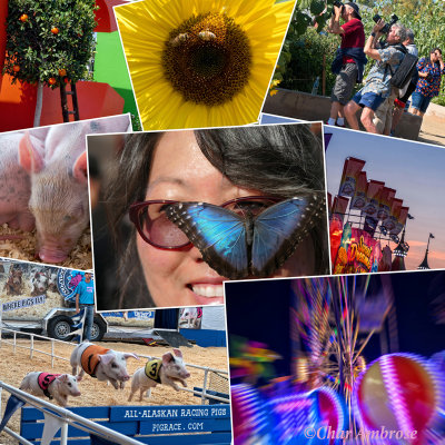 Orange County Fair Collage