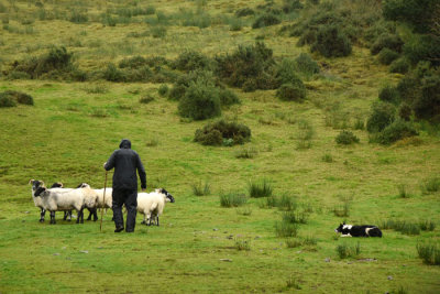 Kell's Sheep Dog Demonstration