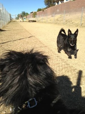 Down in the Run
