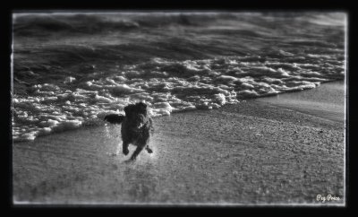 Beach Zoomer