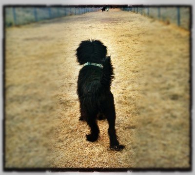In the Run