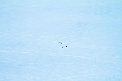 Patrice sur l'immensité blanche
