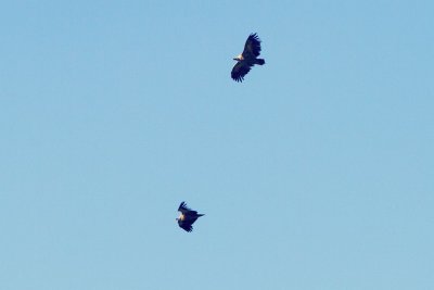 Les vautours en soaring