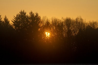 Anères de printemps