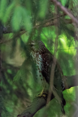 Broad-winged Hawk 1.jpg