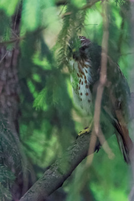 Broad-winged Hawk 2.jpg