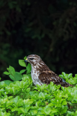 Broad-winged Hawk 4.jpg