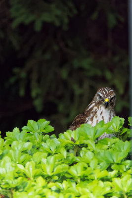 Broad-winged Hawk 5.jpg