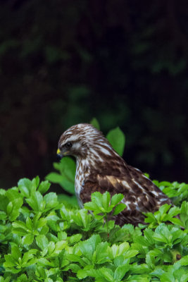 Broad-winged Hawk 6.jpg