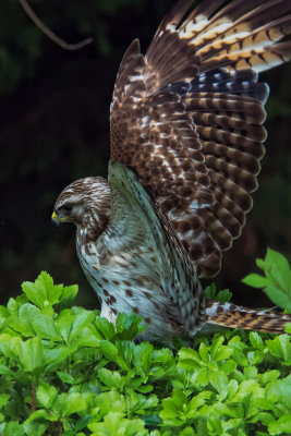 Broad-winged Hawk 7.jpg