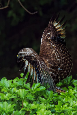 Broad-winged Hawk 8.jpg