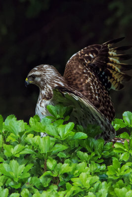 Broad-winged Hawk 9.jpg