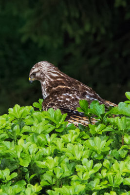 Broad-winged Hawk 10.jpg