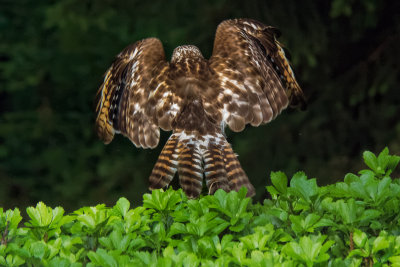 Broad-winged Hawk 11.jpg