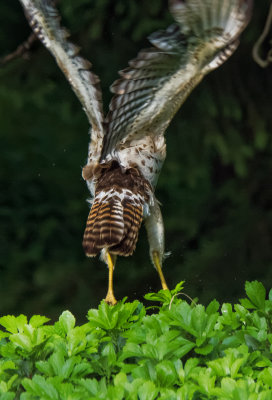 Broad-winged Hawk 12.jpg