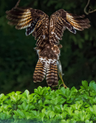 Broad-winged Hawk 13.jpg