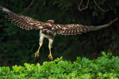 Broad-winged Hawk 14.jpg