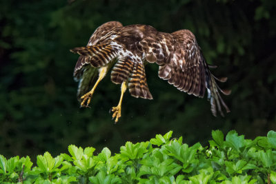 Broad-winged Hawk 15.jpg