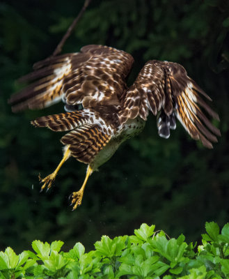 Broad-winged Hawk 16.jpg