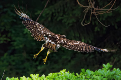 Broad-winged Hawk 17.jpg
