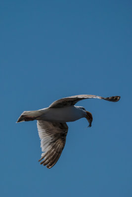 DSC_2596.jpg