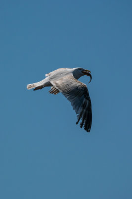 DSC_2605.jpg