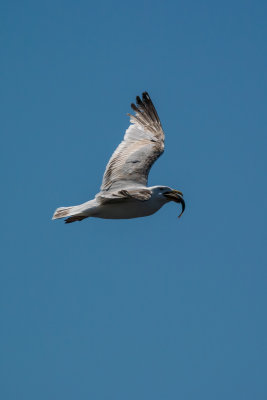 DSC_2611.jpg