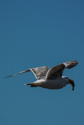 DSC_2625.jpg