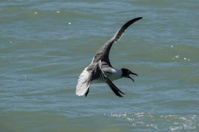 gulls