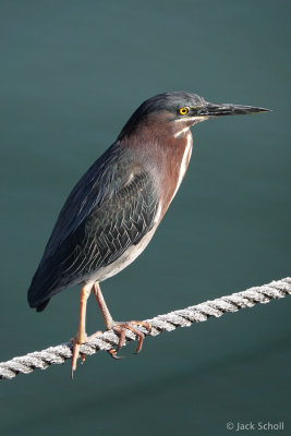Other Heron
