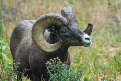 bighorn_sheep