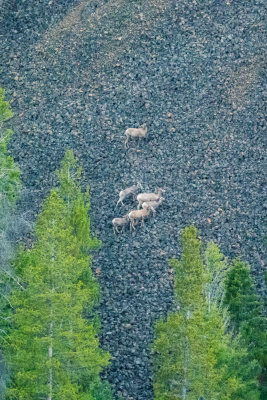 bighorn_sheep