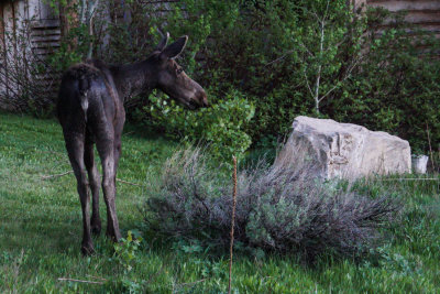 Elk and Moose