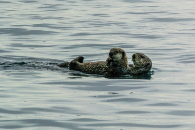 sea_otters_and_harbor_seals