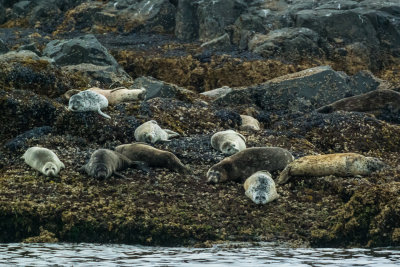 sea_otters_and_harbor_seals