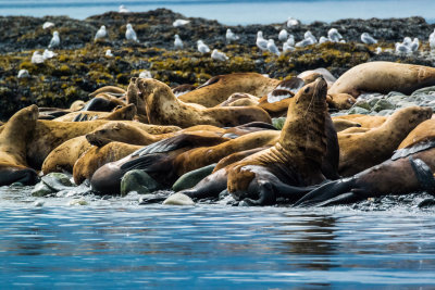 sea_lions