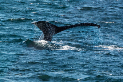 DSC_8533.jpg