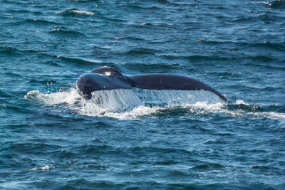 DSC_8528.jpg