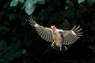 redbellied_woodpeckers