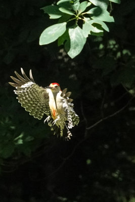 redbellied_woodpeckers