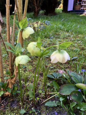 Helleborus