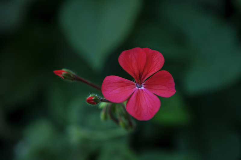 Red in green