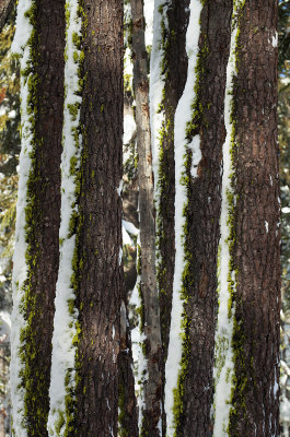 Trees and snow