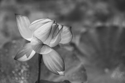 Water lily in BW