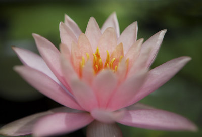 Water lily