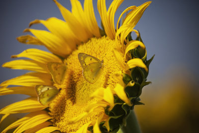 Orange Sulphur on sunflower