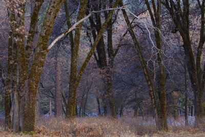 Woods