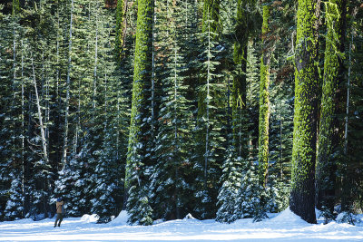 Green woods
